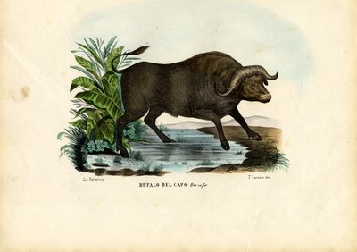 Bœuf Musqué, 1863-79 - Raimundo Petraroja